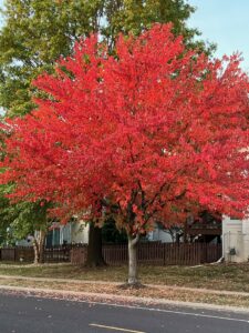 fall tree